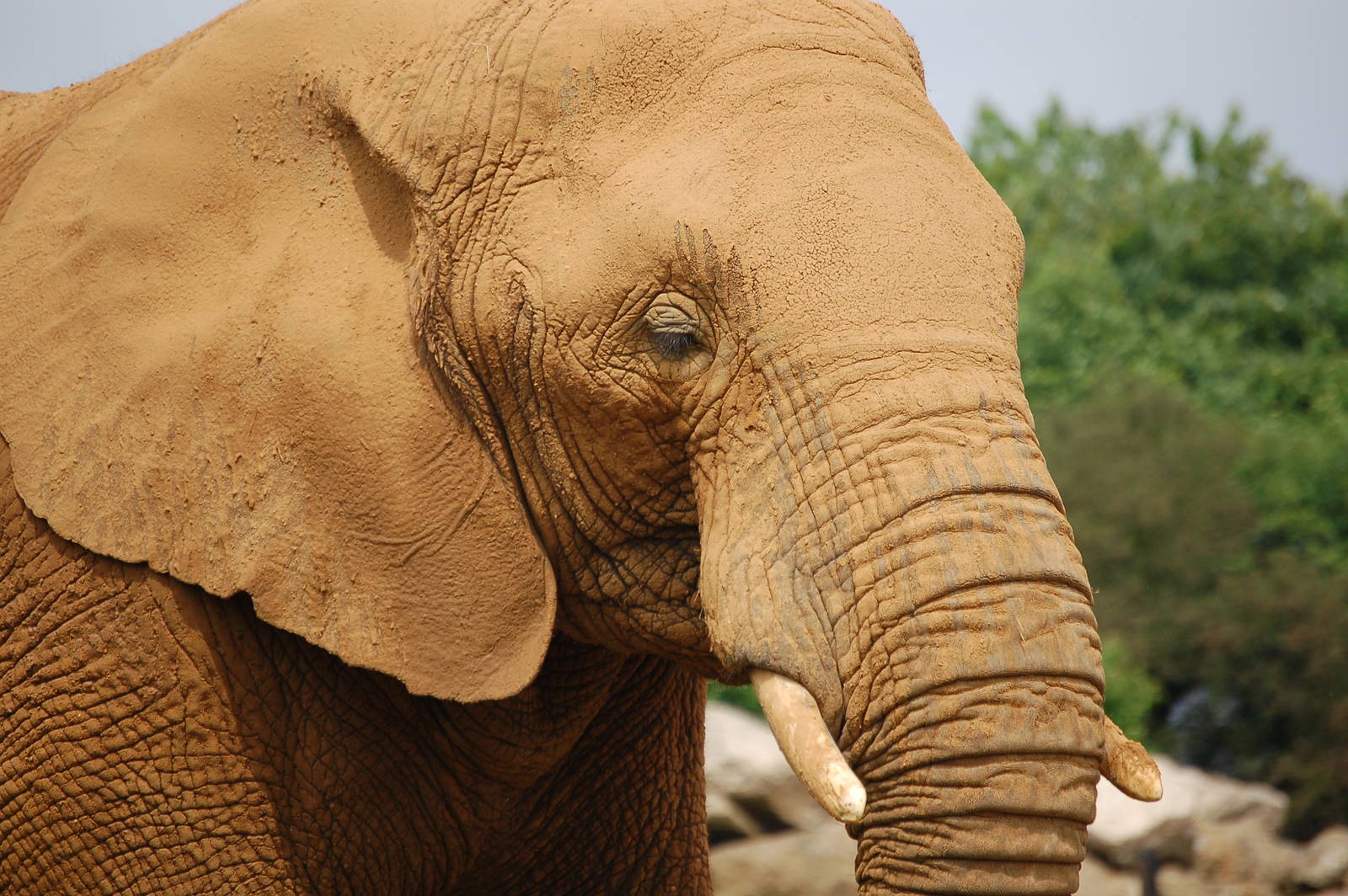 African Elephant
