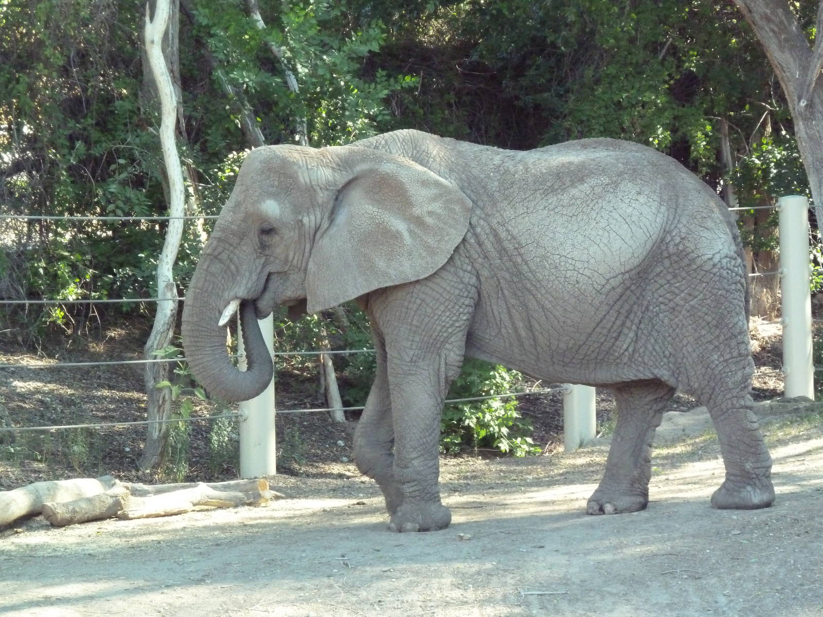 African Elephant