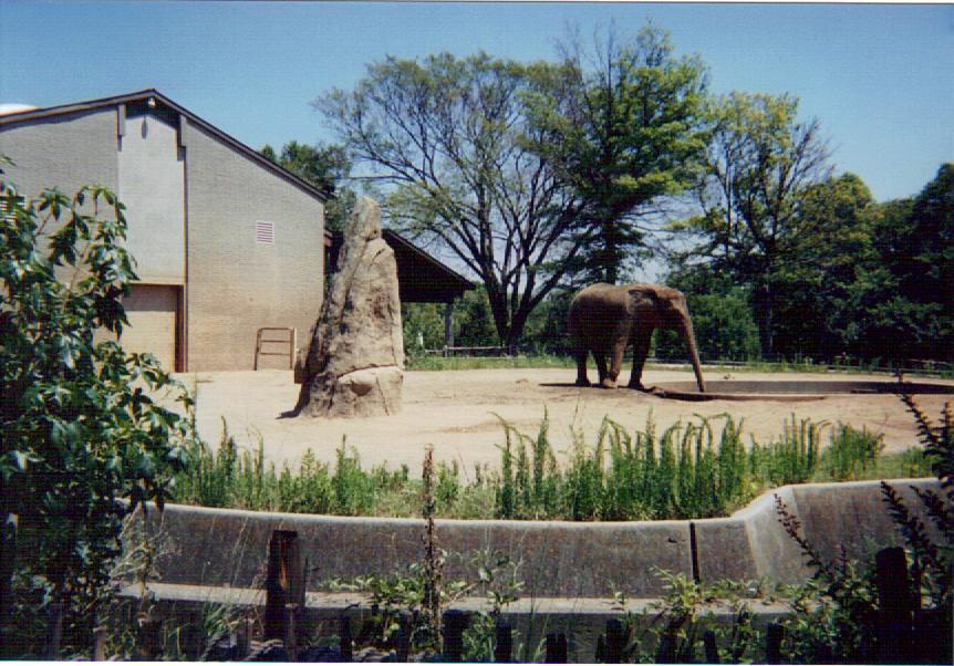 African Elephant