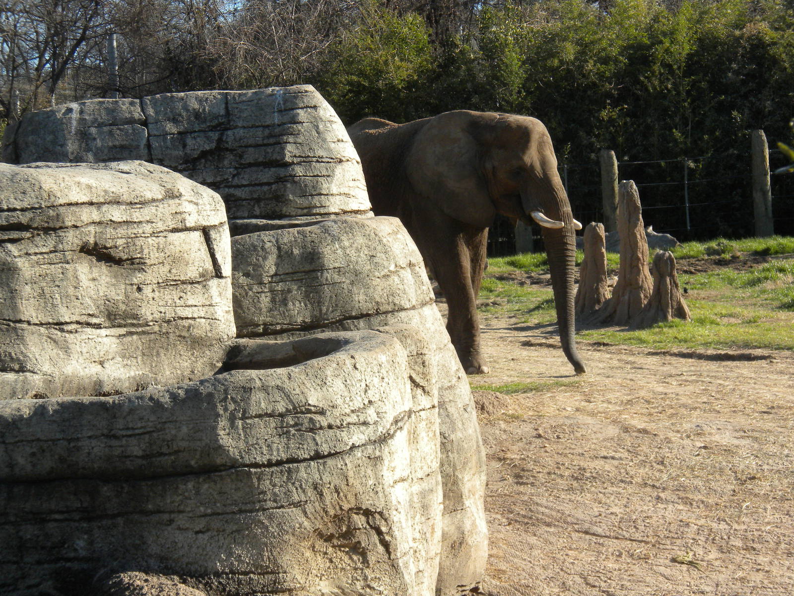 African Elephant