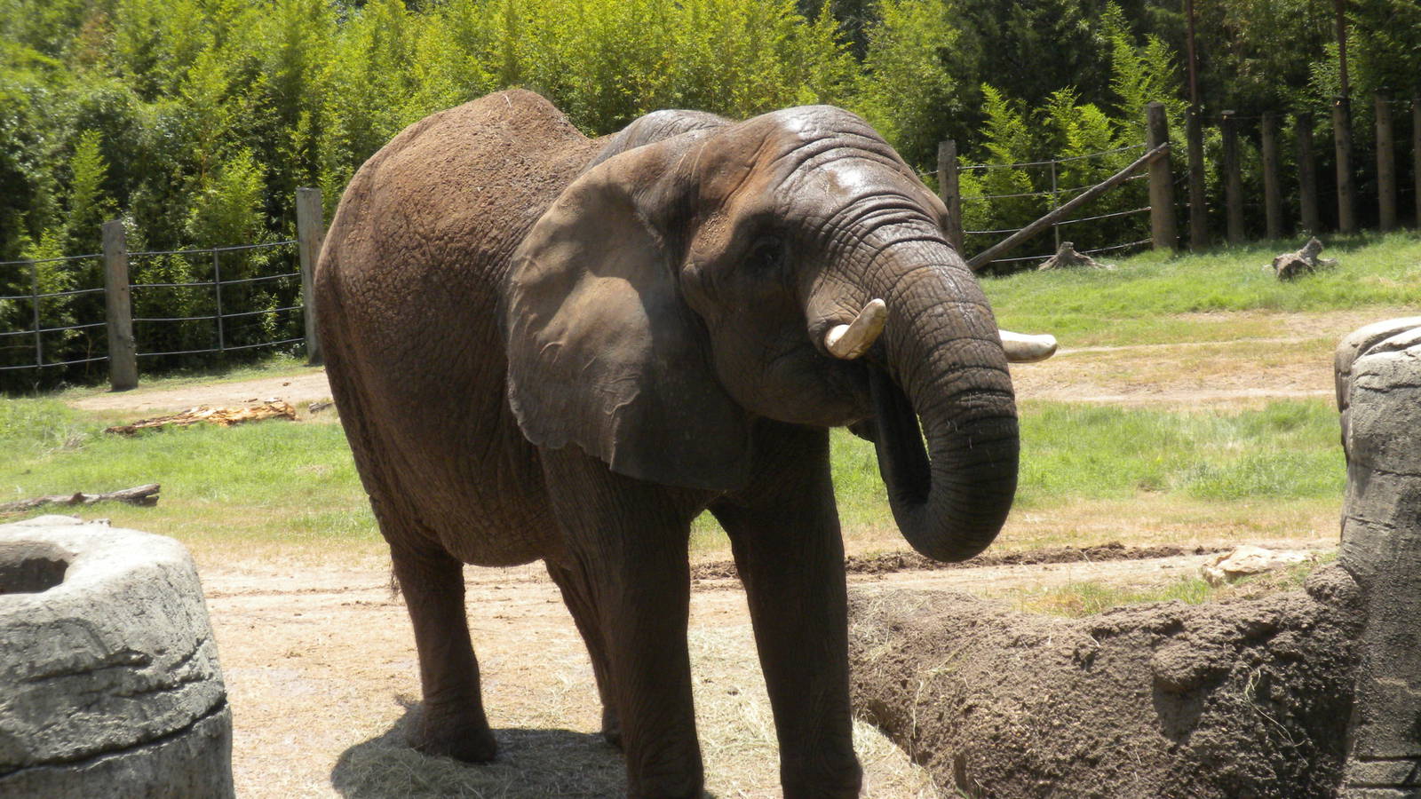 African Elephant