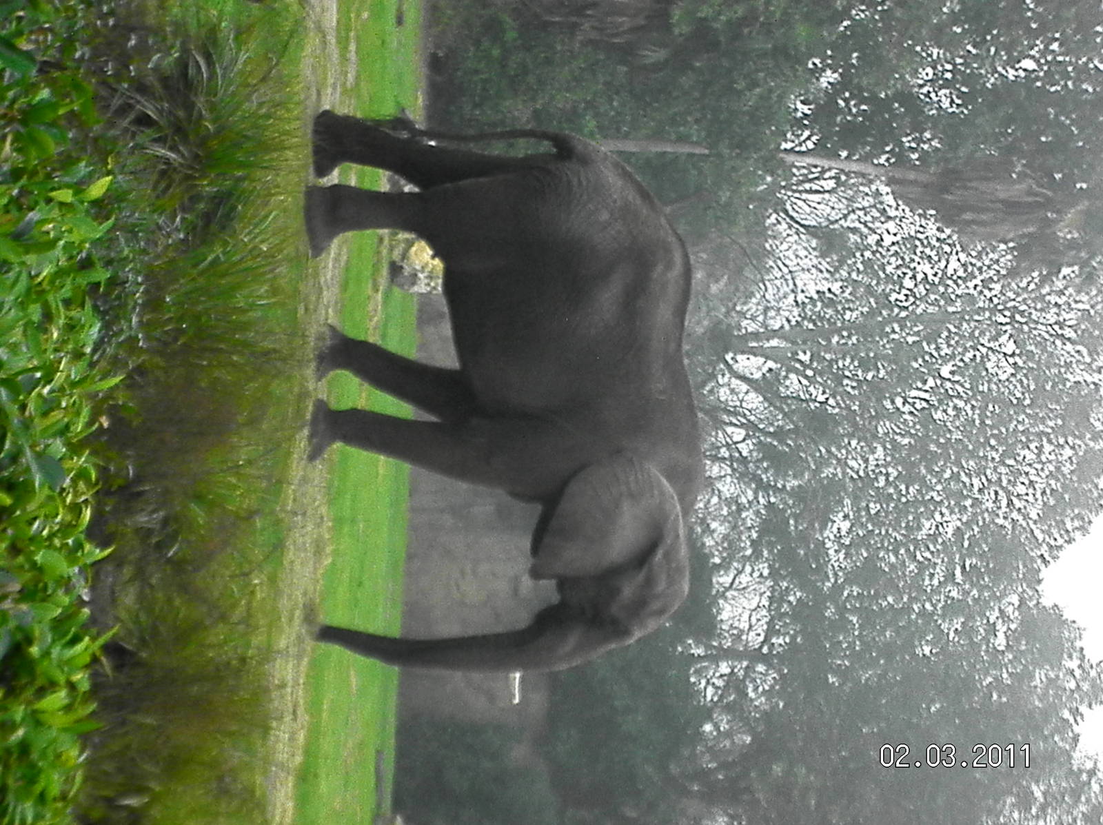 African Elephant