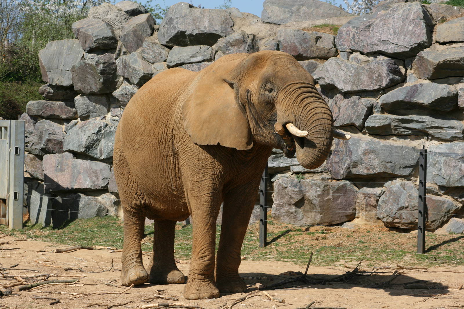 African elephant