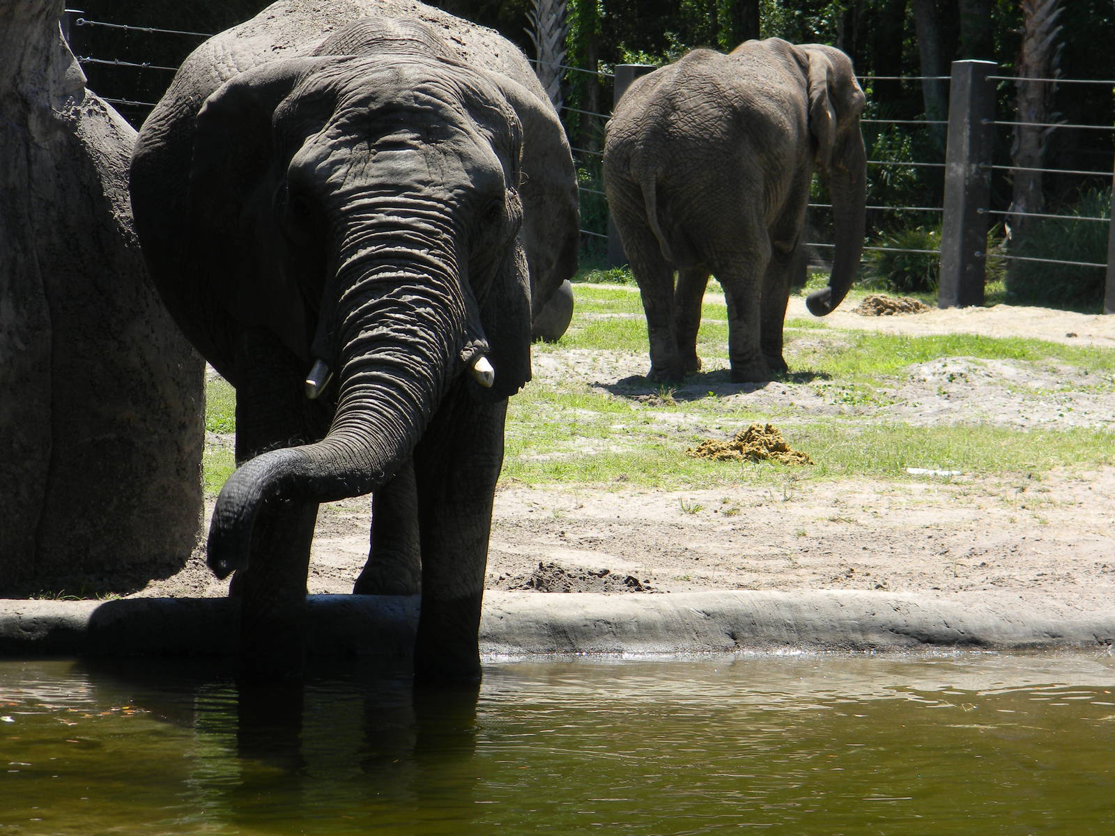 African Elephant