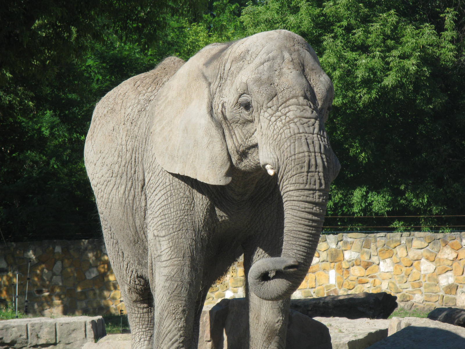 African elephant