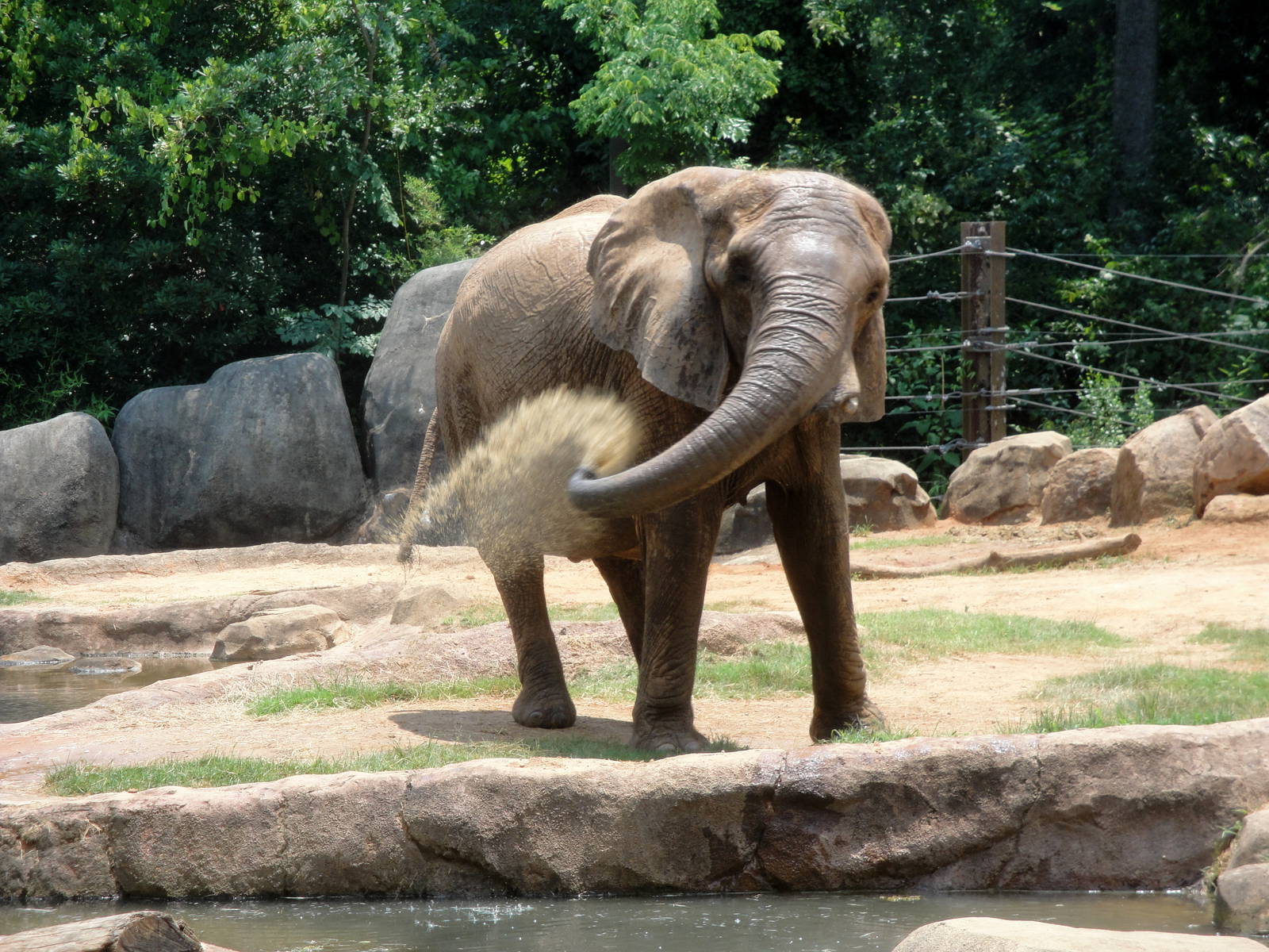 African Elephant