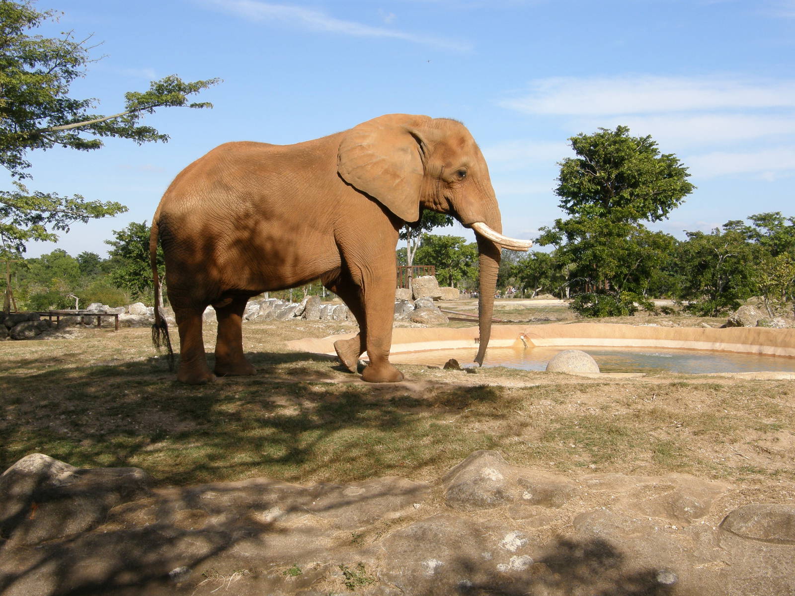 african elephant