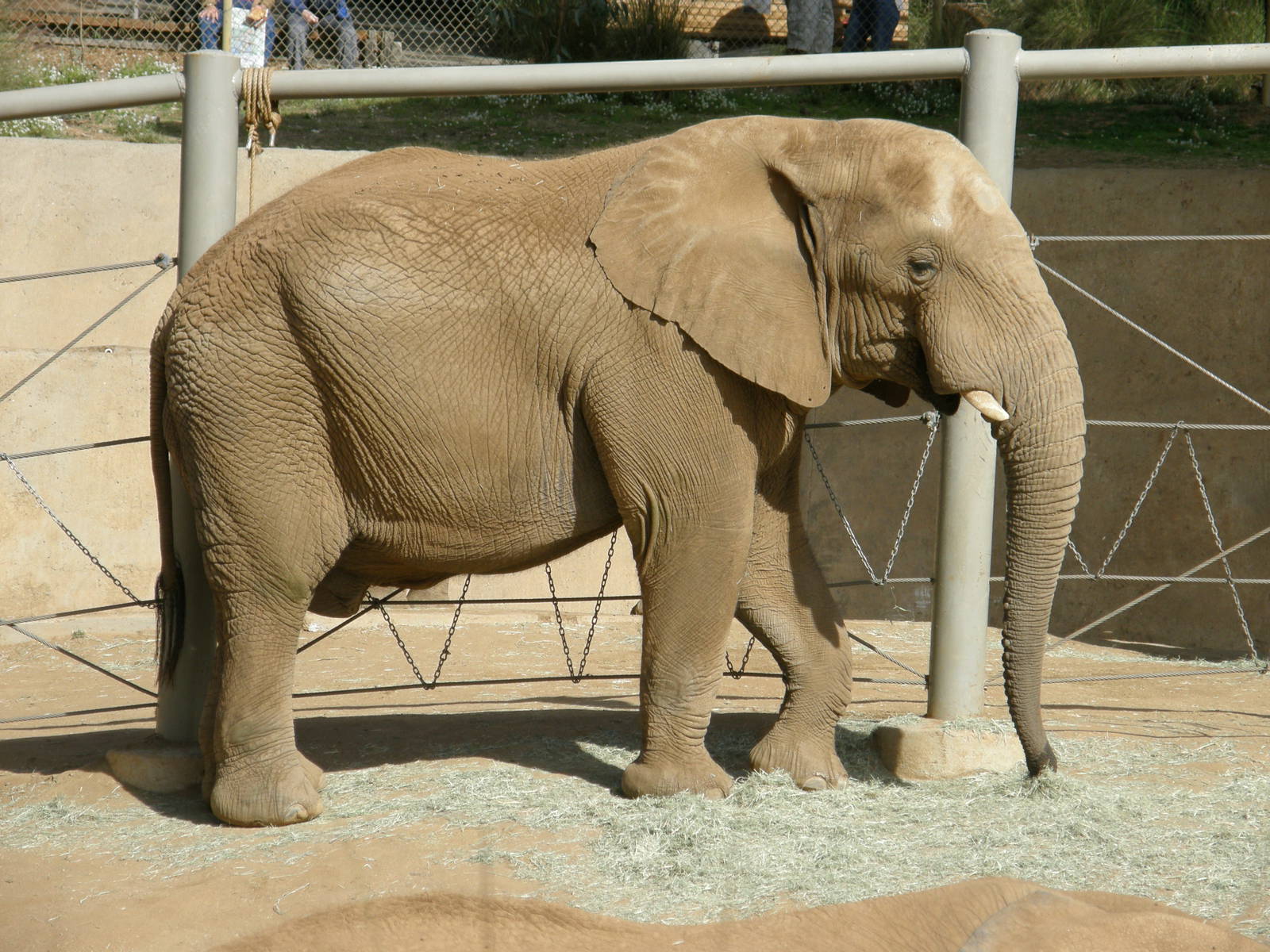 african elephant