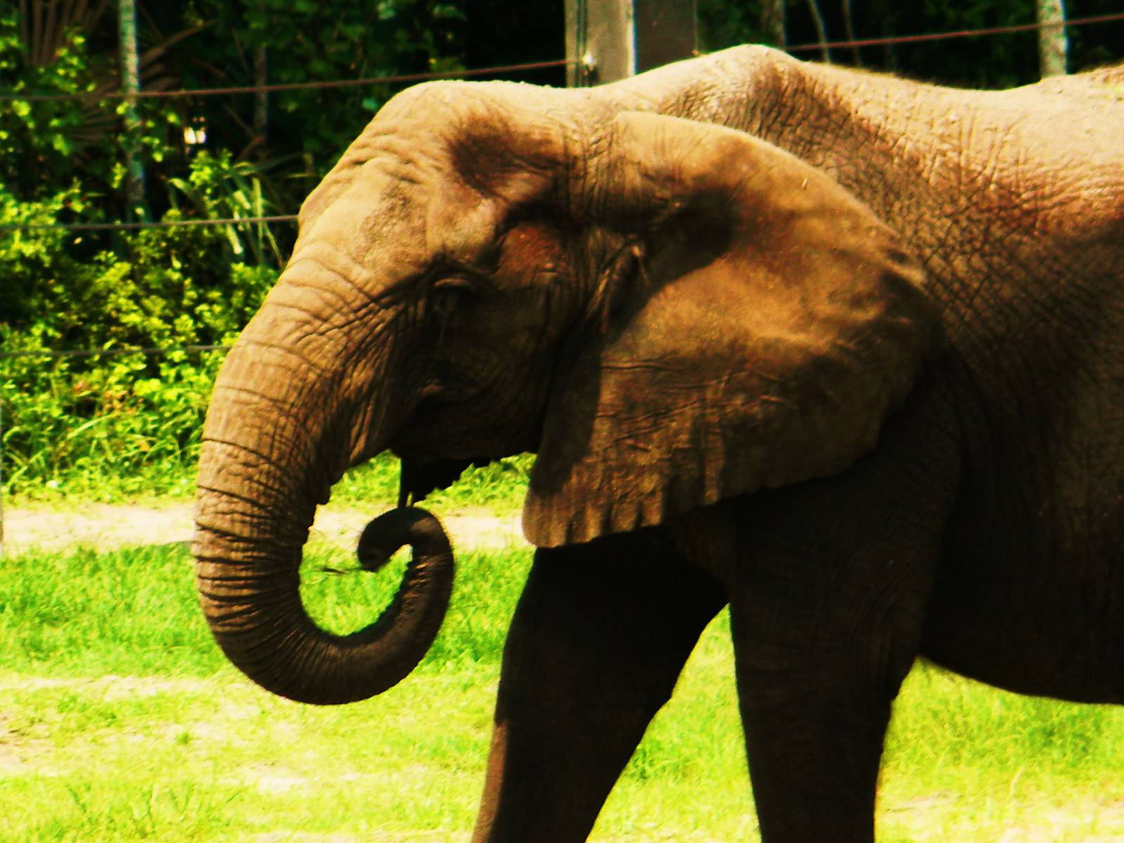 African Elephant
