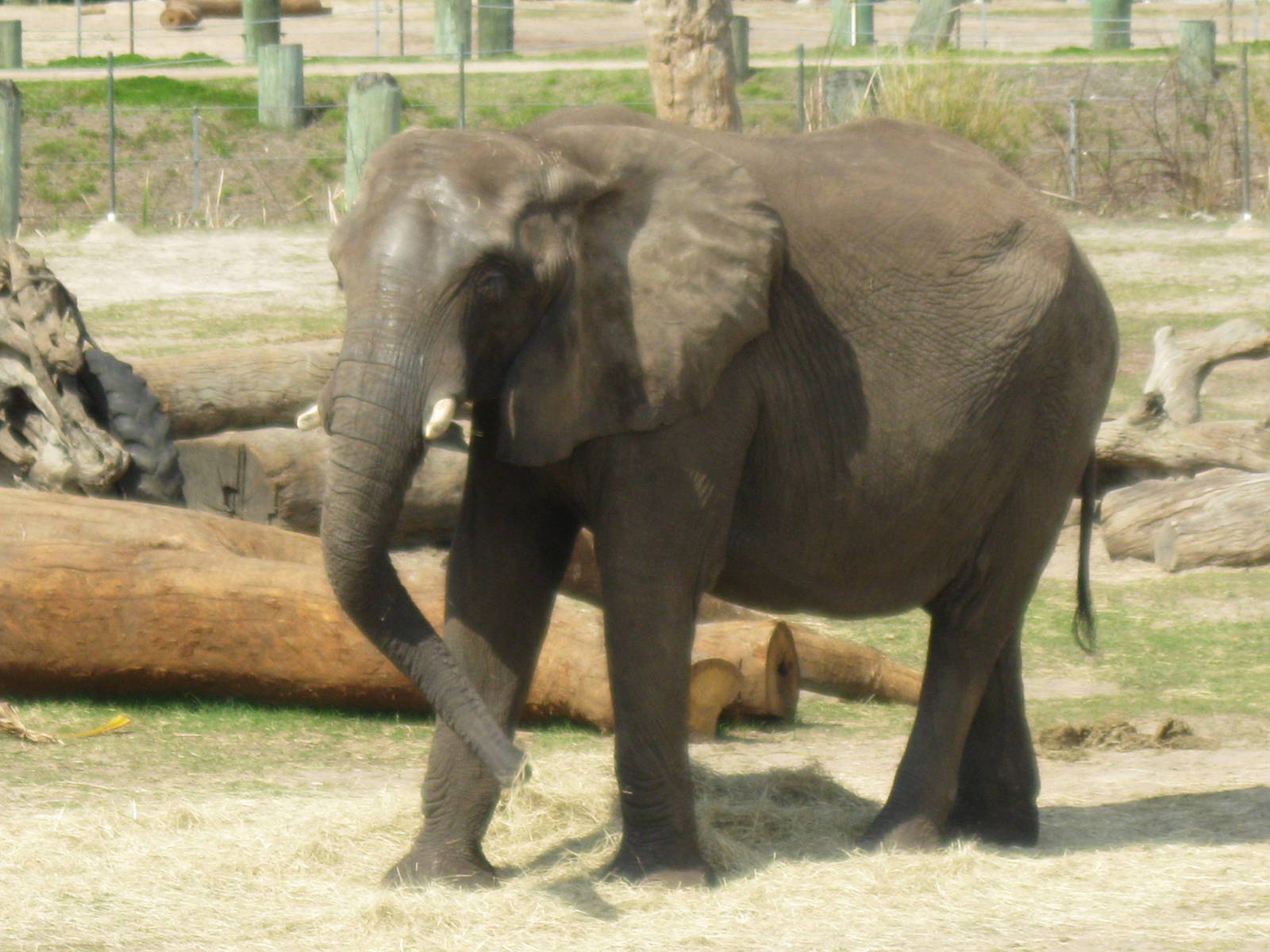 African Elephant