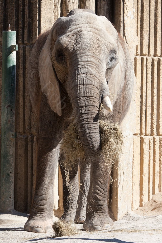African Elephant