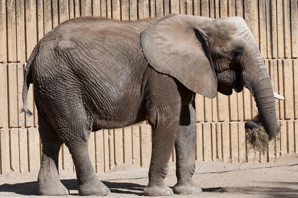 African Elephant