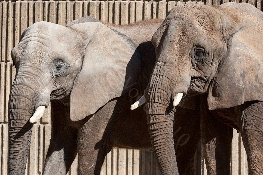 African Elephant