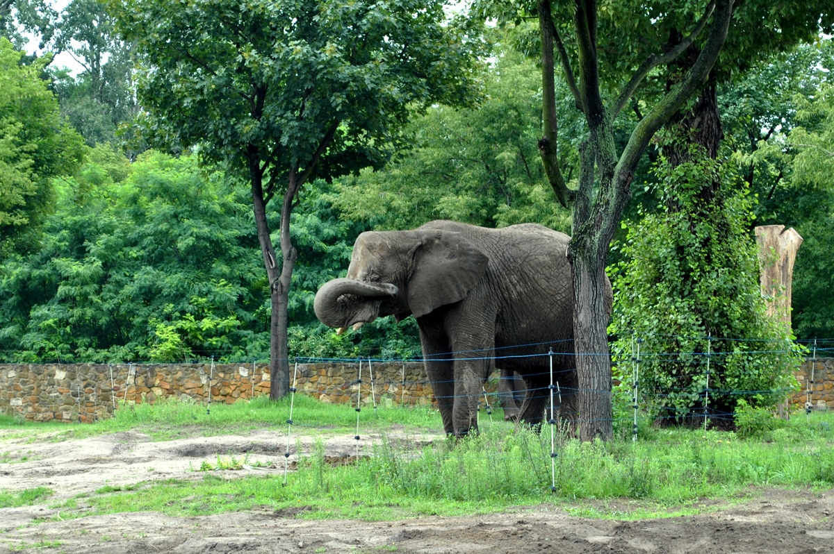 African Elephant