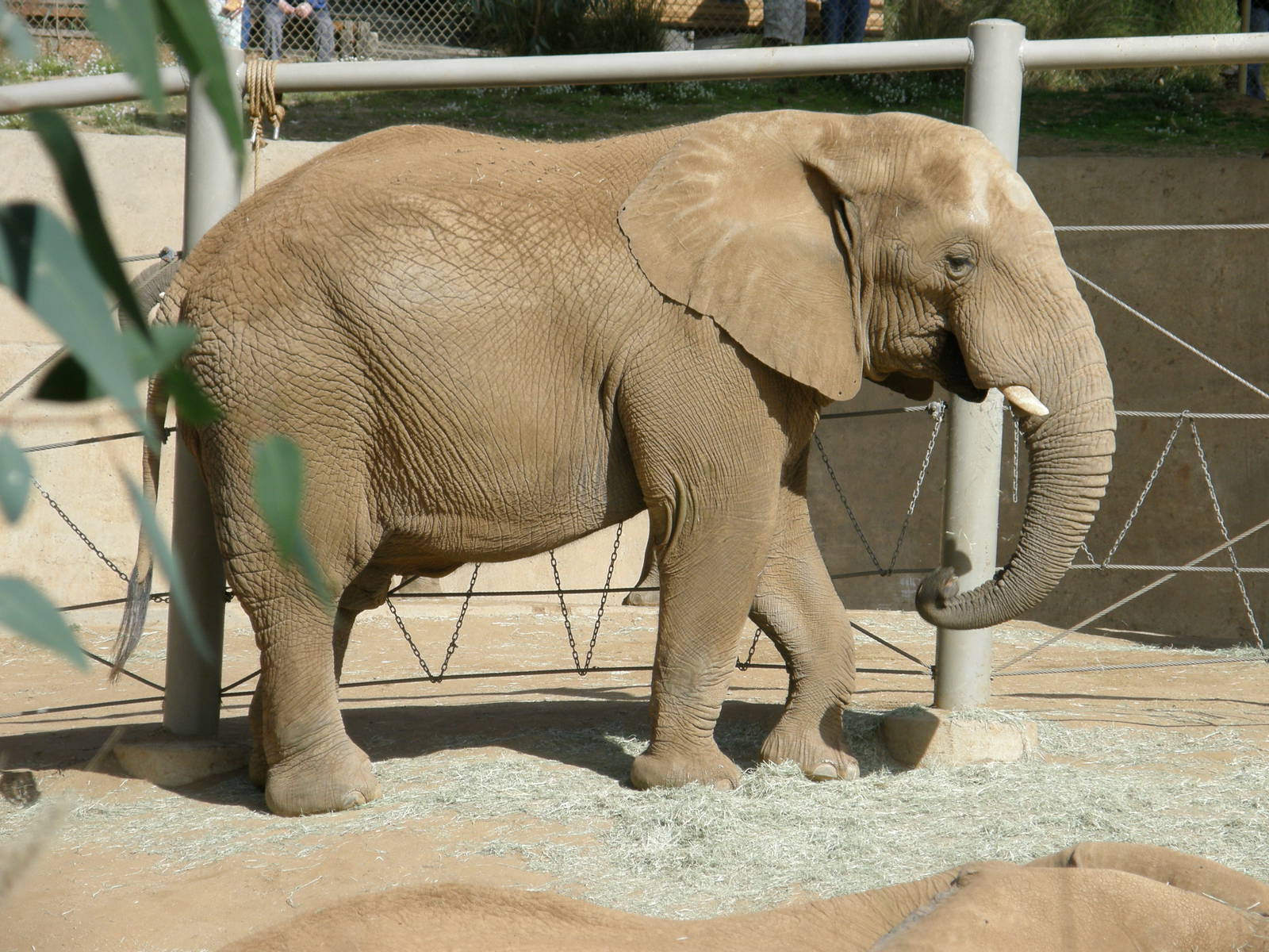 african elephant
