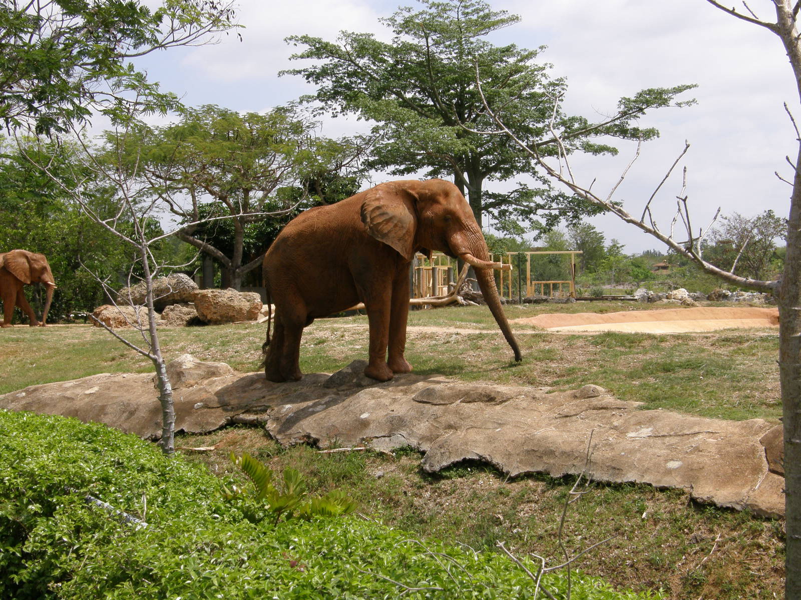 african elephant