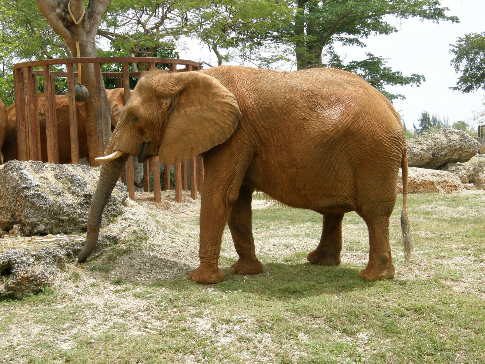 african elephant