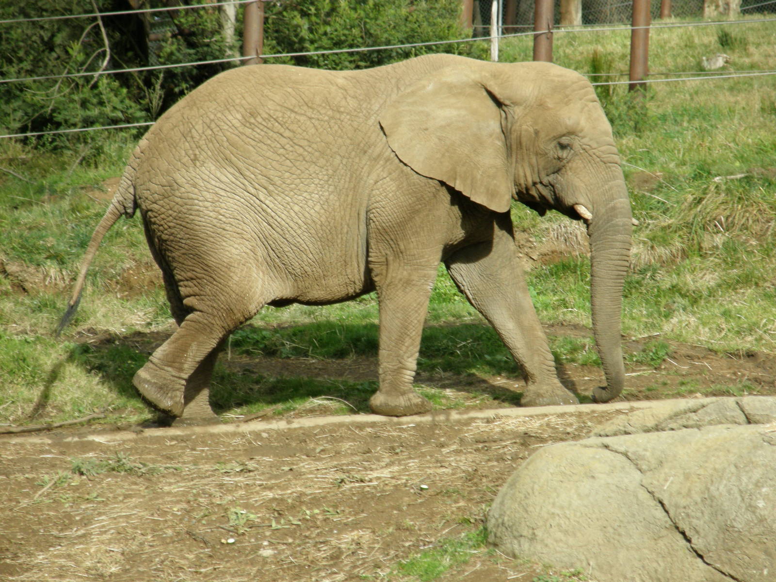 african elephant