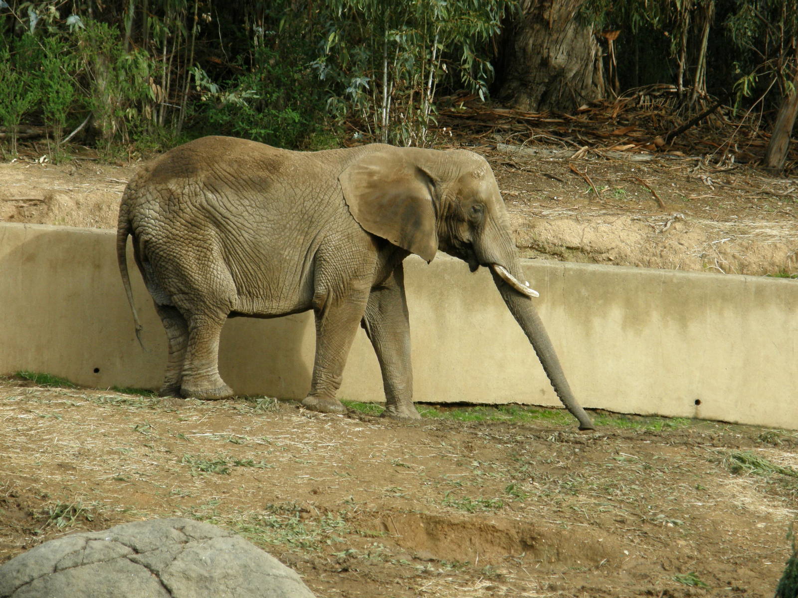 african elephant