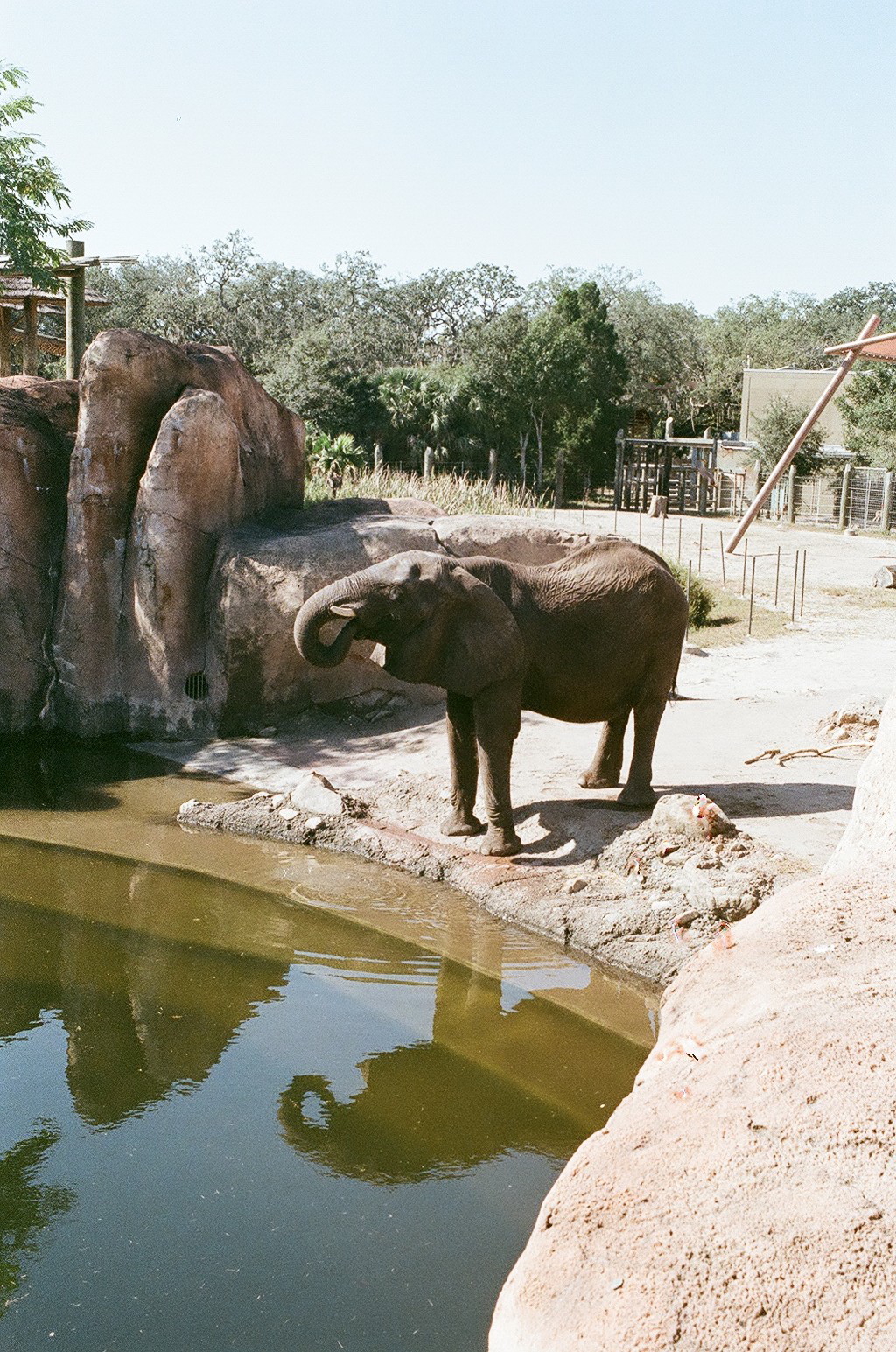 African Elephant