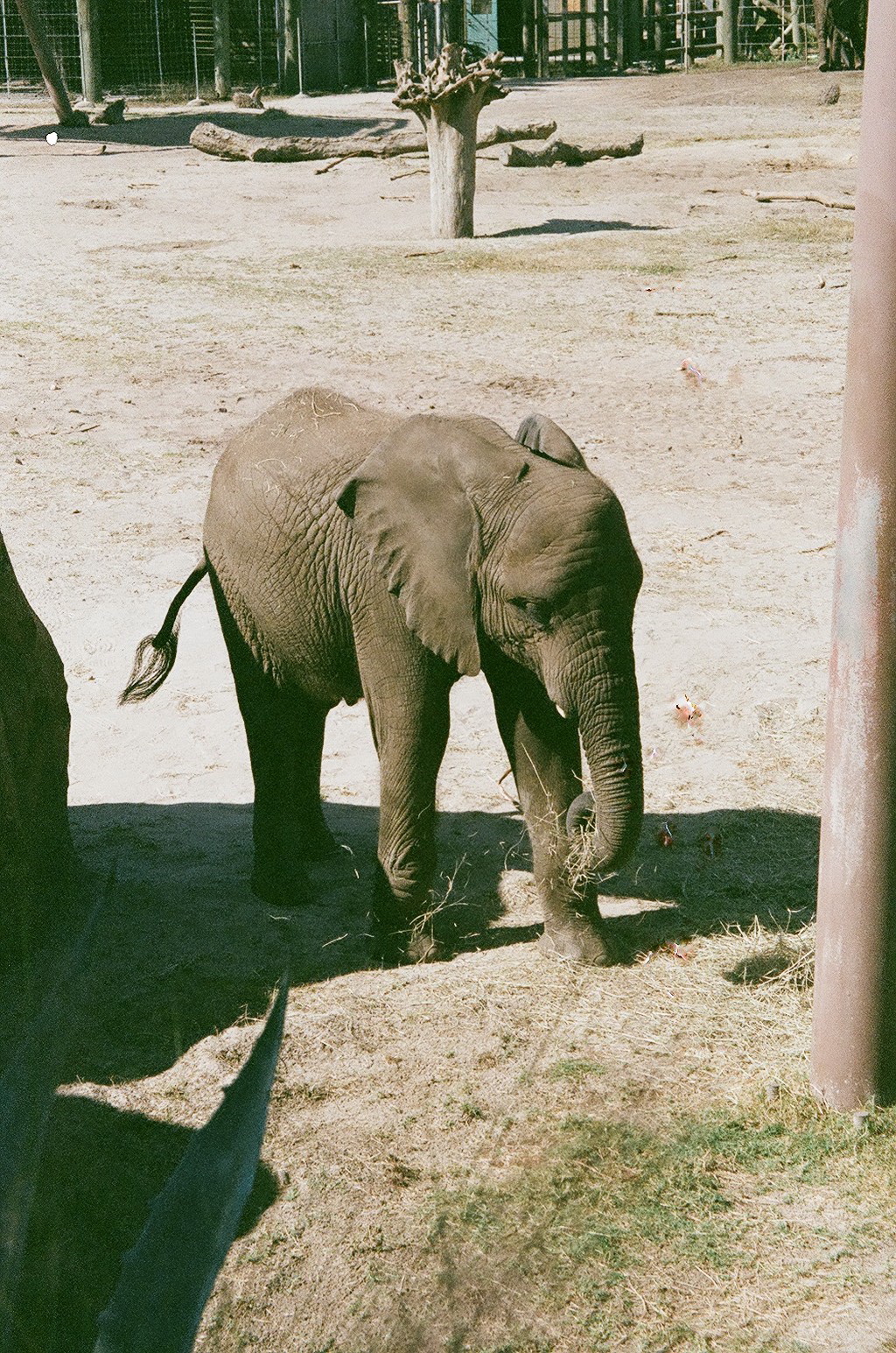 African Elephant