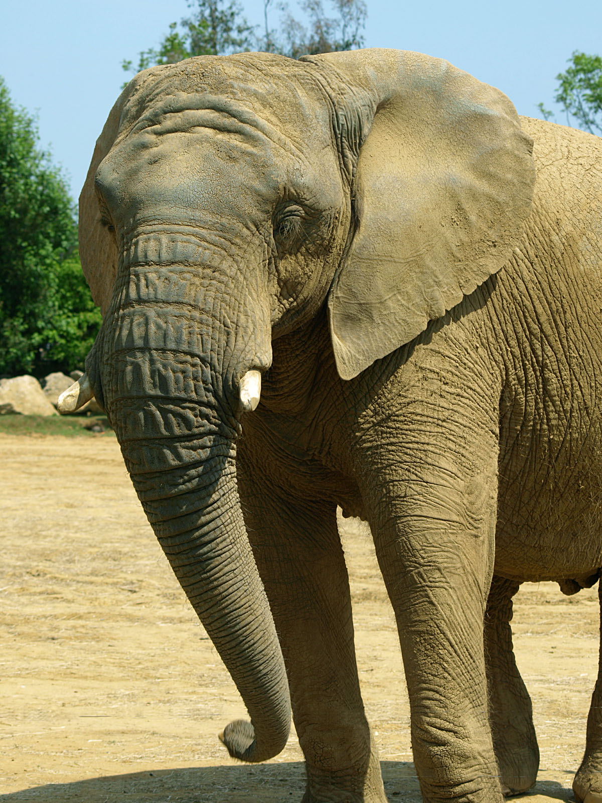 African elephant