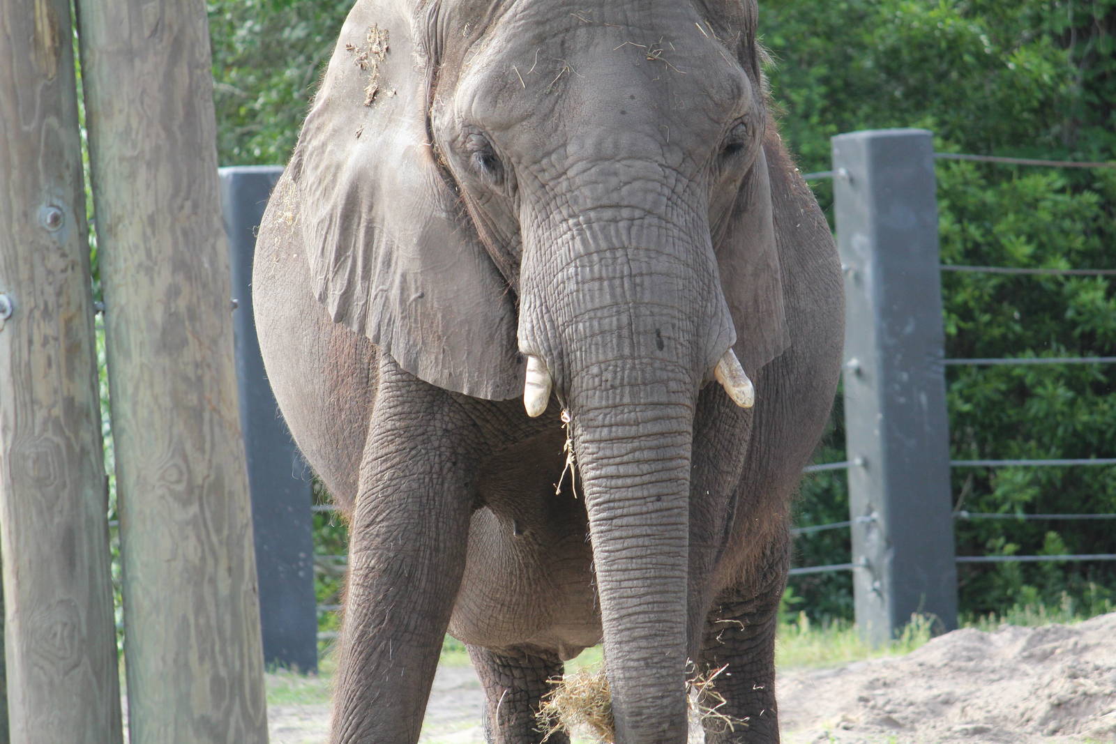 African Elephant