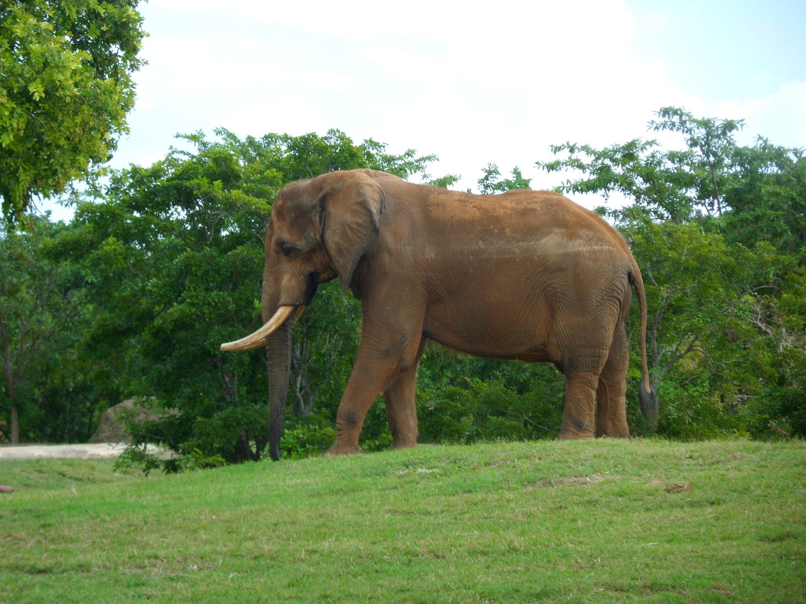 African Elephant