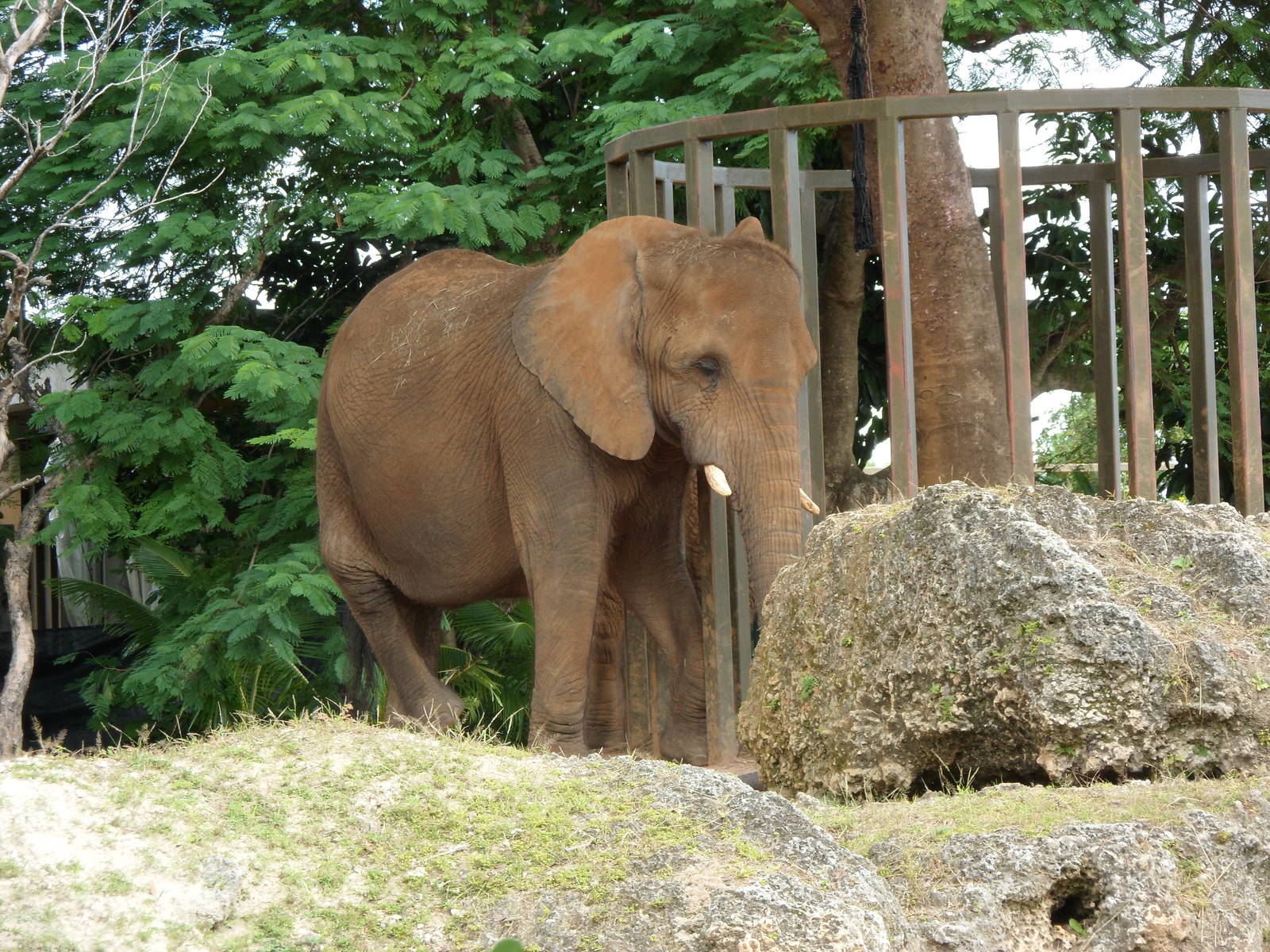 African Elephant