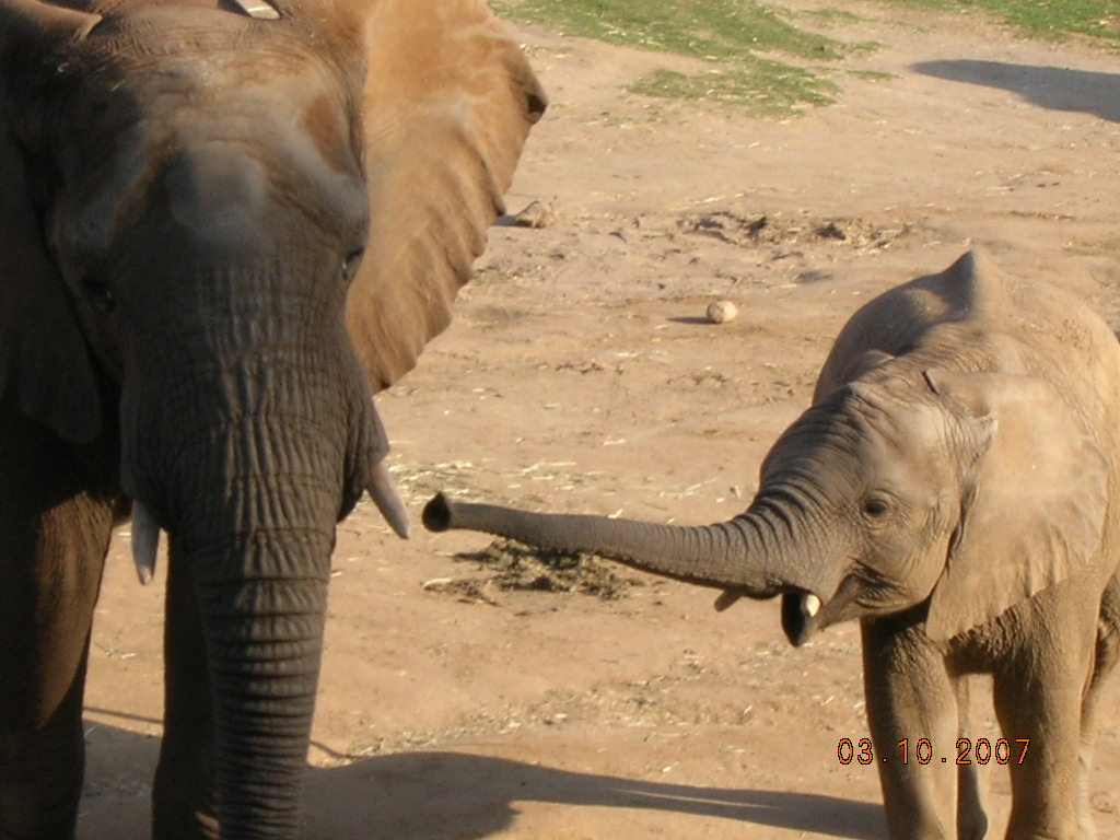 African Elephant