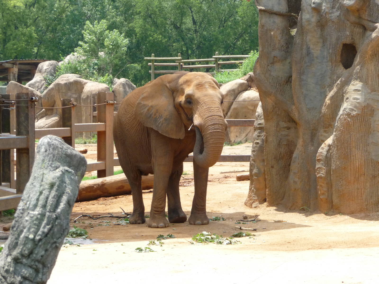 African Elephant