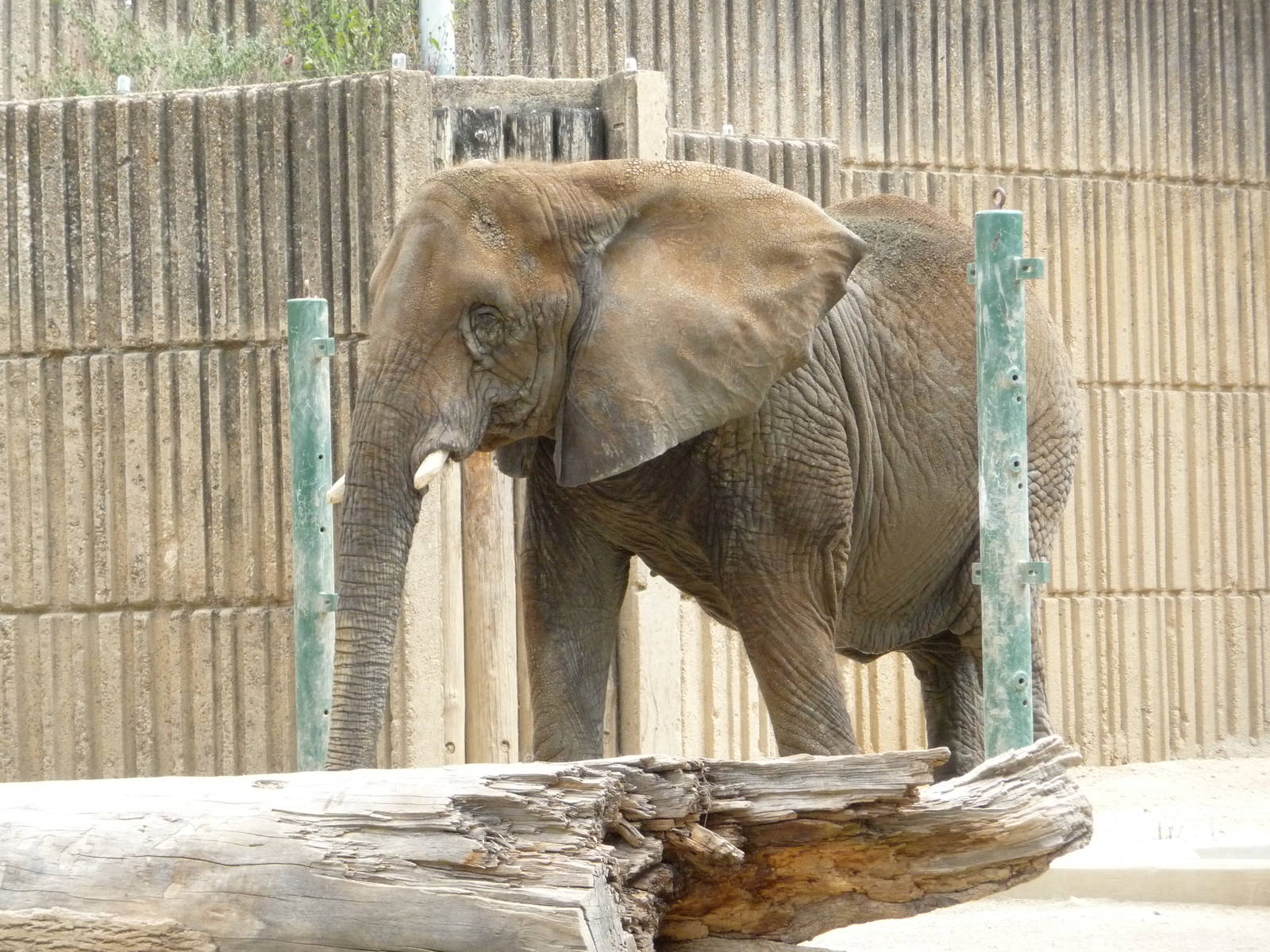 African Elephant