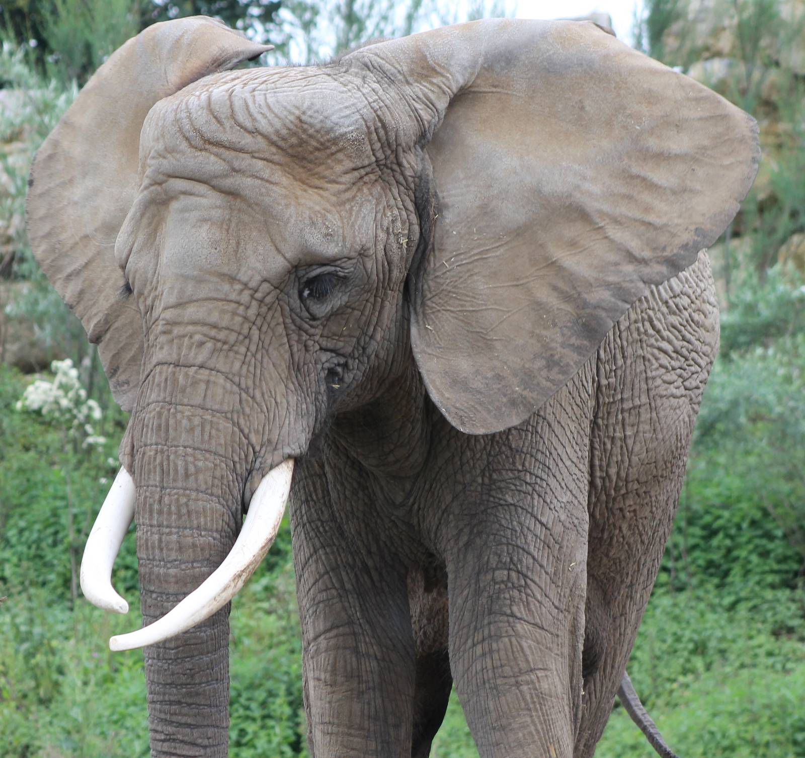 African elephant