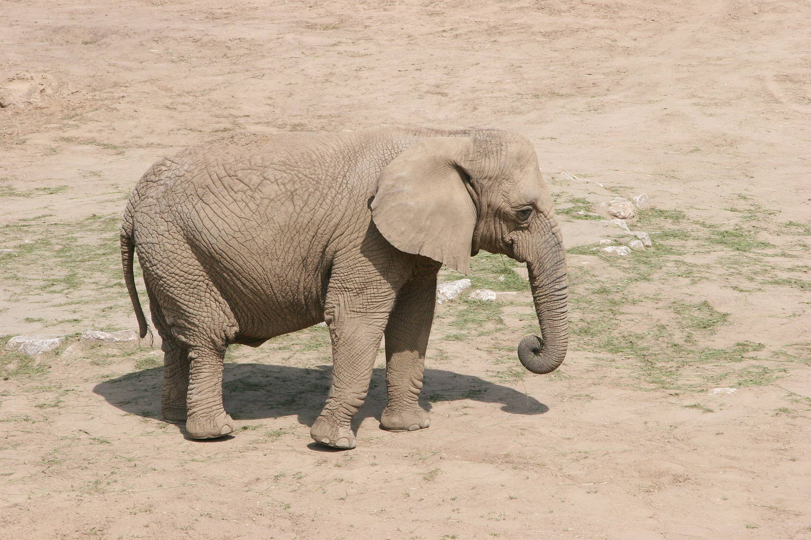 African Elephant