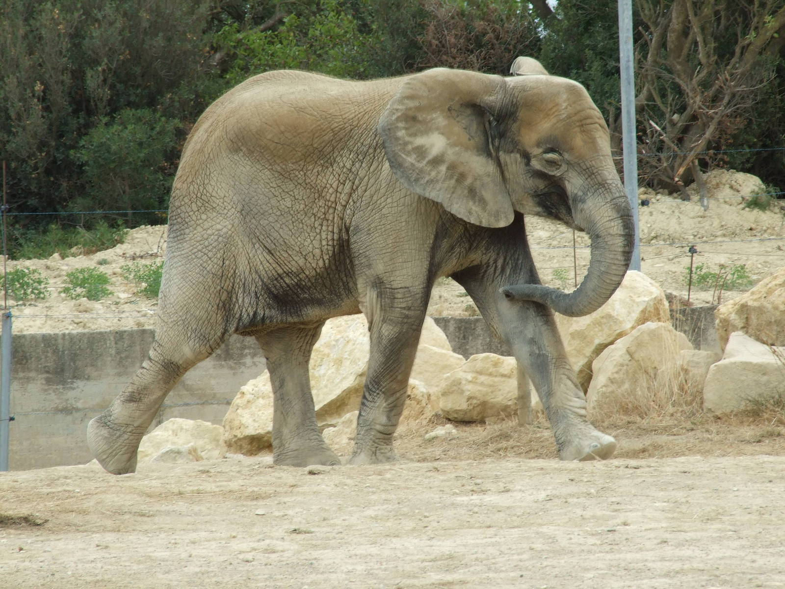 African elephant