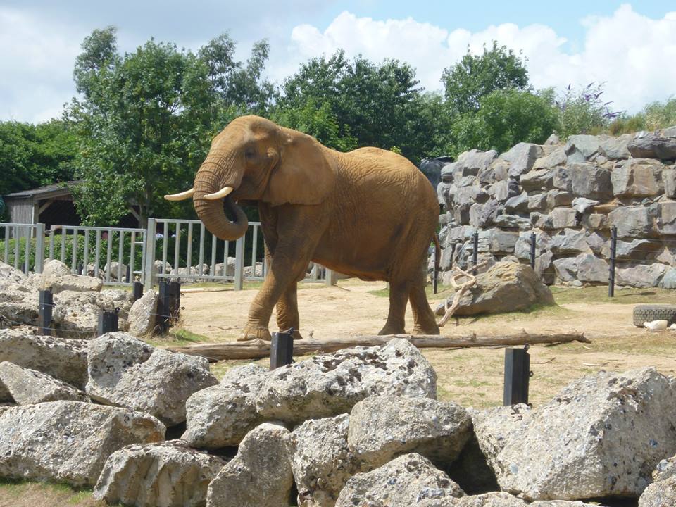 African Elephant