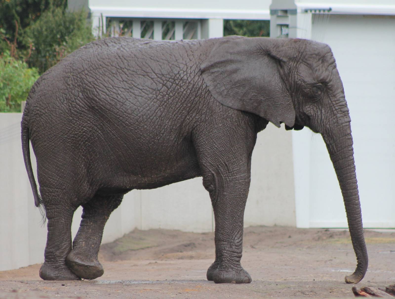 African elephant