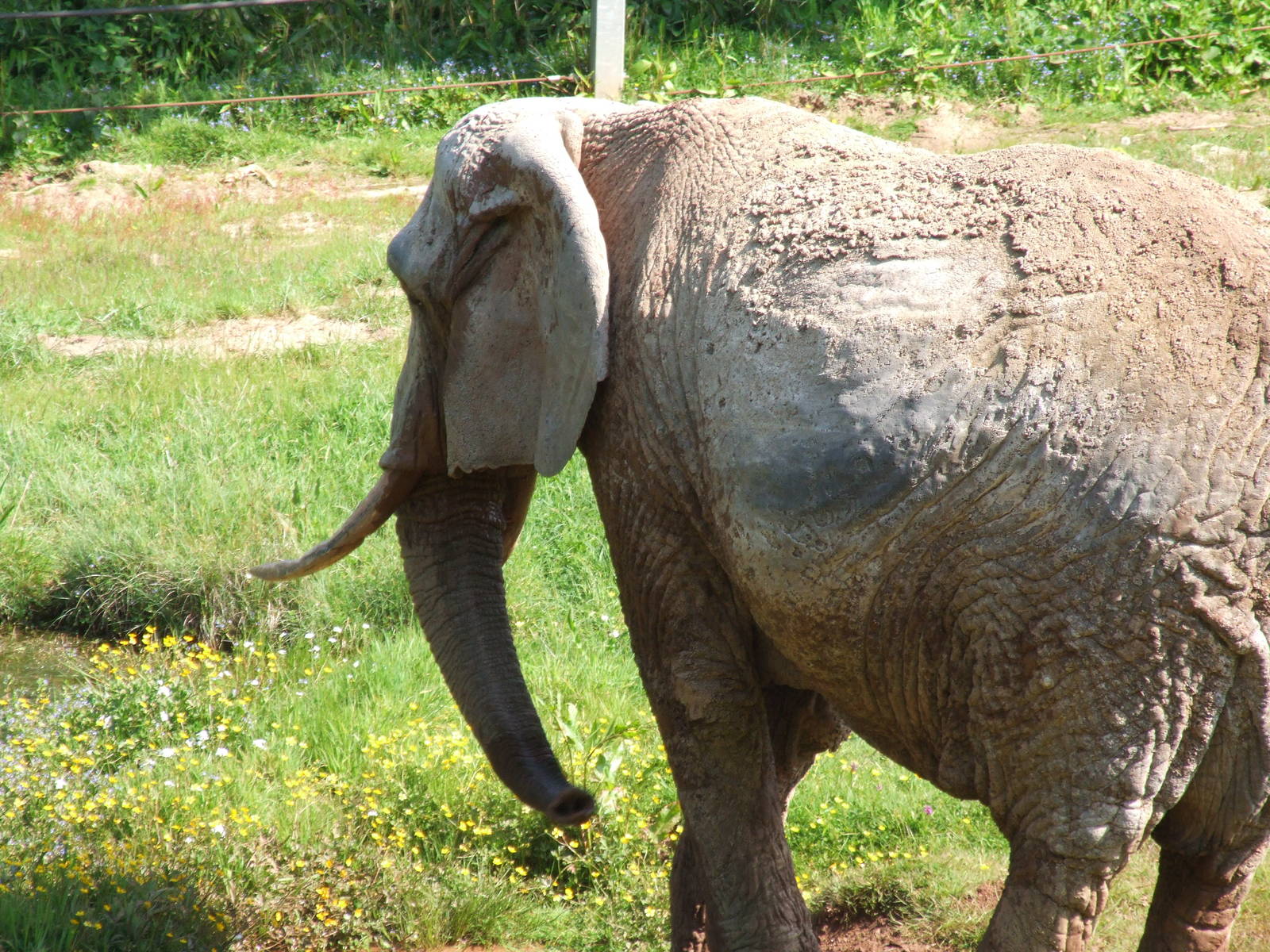 African Elephant