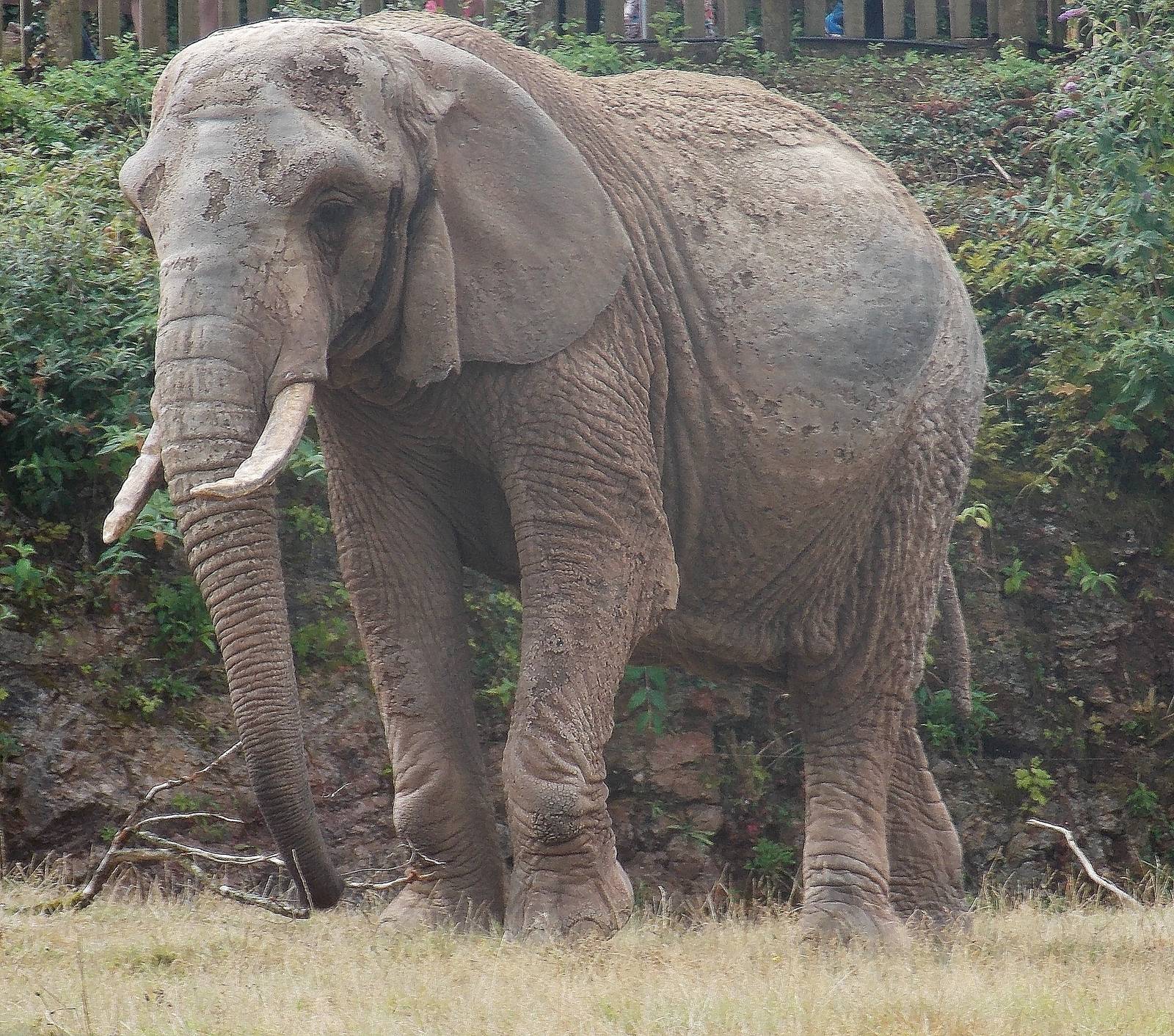 African Elephant