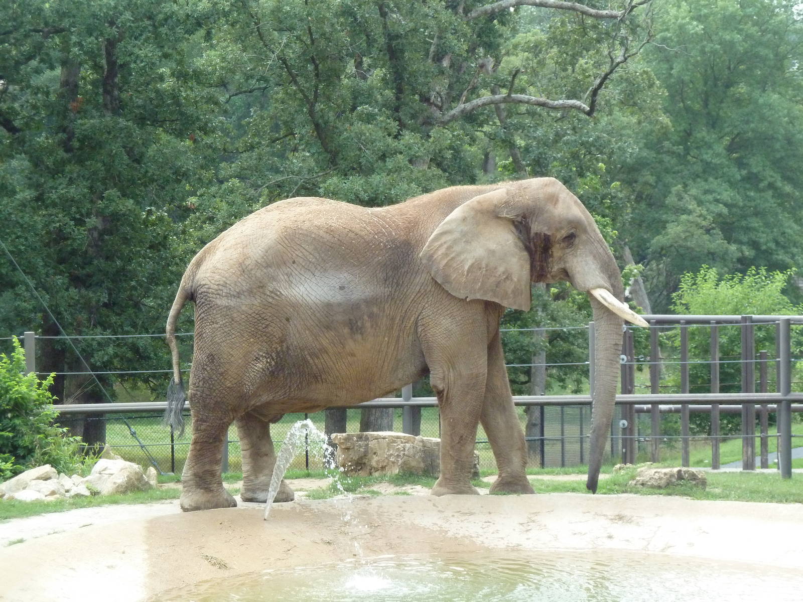 African Elephant