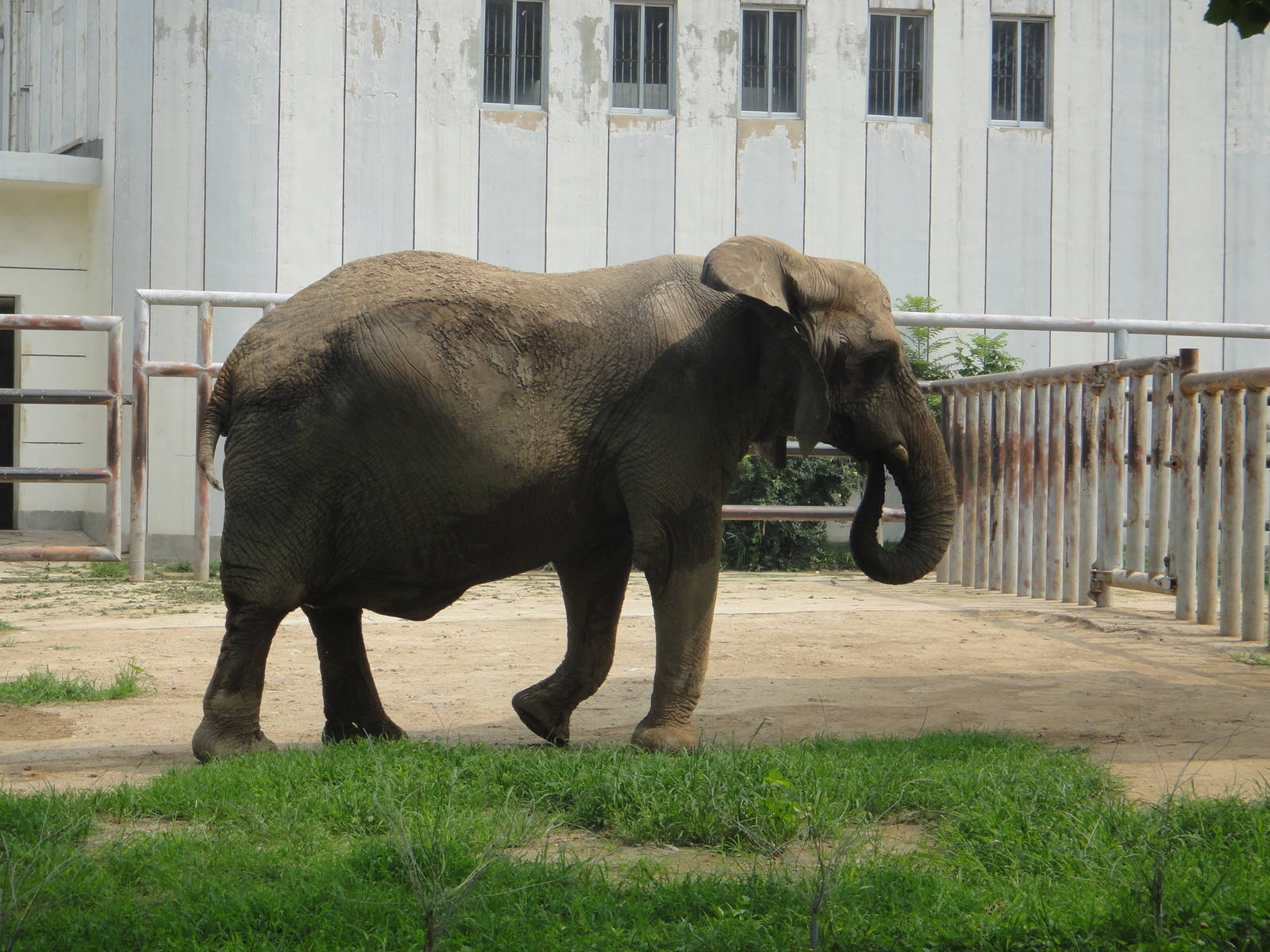 African elephant