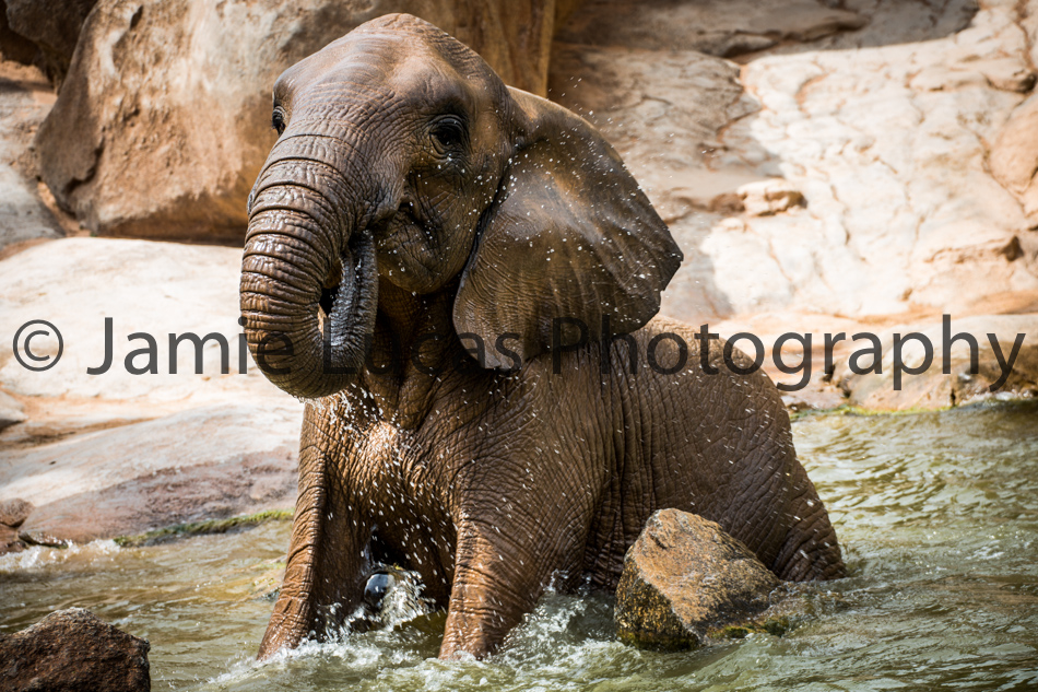 African Elephant