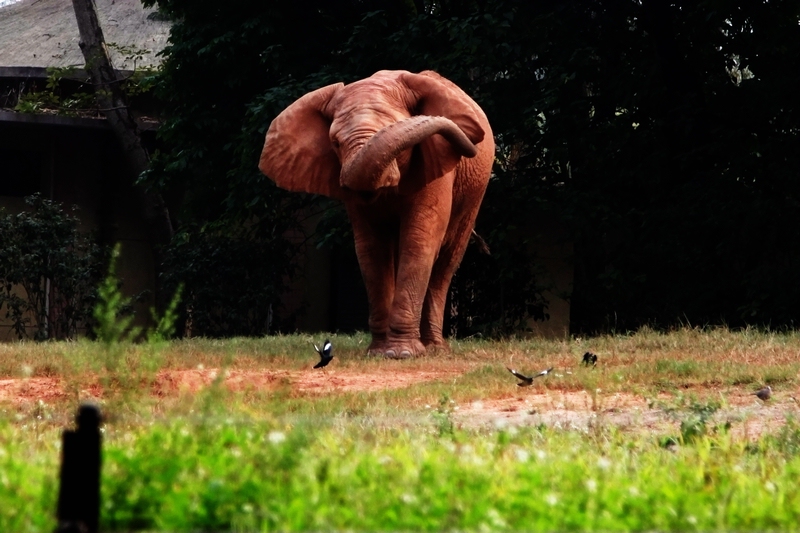 African elephant