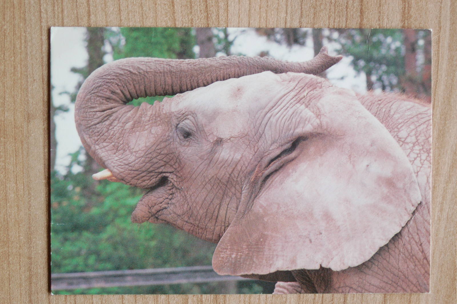 African elephant