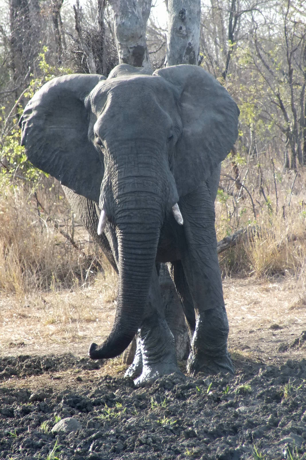 African Elephant