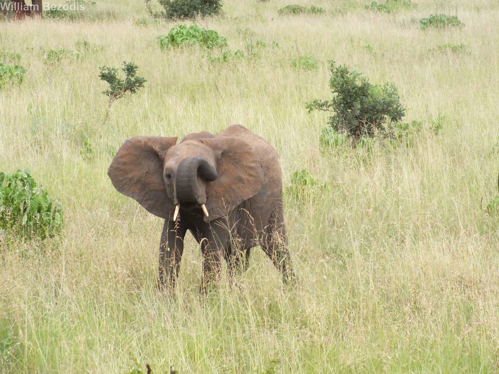 African Elephant