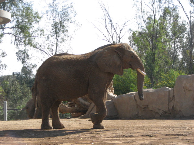 African Elephant