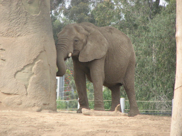 African Elephant
