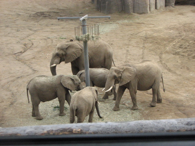 African Elephant