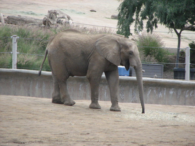 African Elephant